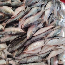এক ট্রলারে ধরা পড়ল ৬০ মণ ইলিশ